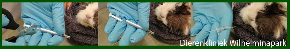 De behandeling van een cavia met een ernstige MD of MDV: mondhoutje maken